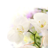 Fototapeta Kwiaty - orchidées, bordure décorative
