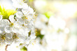 © ArtushFoto - Blossoming apple garden in spring with very shallow focus