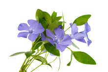 Periwinkle Flower Isolated