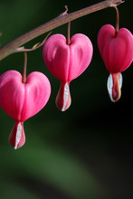 Three Bleeding Hearts On A Branch