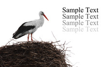 Single Standing Stork In Her Nest In Spring Season