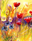 Fototapeta Kwiaty - piękne czerwone maki na polu