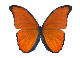 Sticker - isolated on white orange butterfly