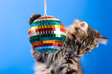 cat playing with disco ball