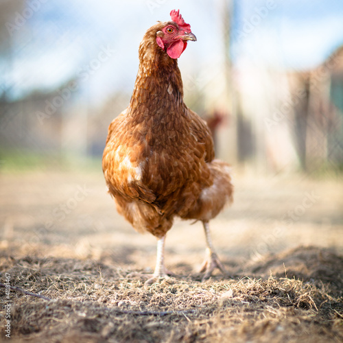 Foto-Vorhang - Closeup of a hen in a farmyard (Gallus gallus domesticus) (von lightpoet)