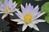 fiori di loto sull'acqua del lago Inle