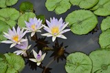fiori di loto sull'acqua del lago Inle