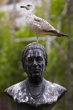Seagull On Statue