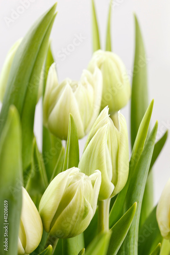 Dekoracja na wymiar  zielone-liscie-i-biale-tulipany