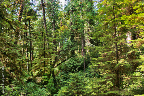 Obraz na płótnie canvas czteroczęściowy "tetraptyk" Dziewiczy rainforest na wyspie vancouver, bc, kanada