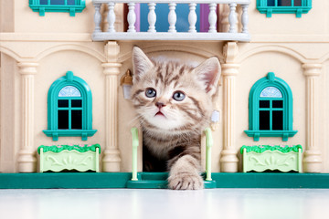 kitten playing in toy house