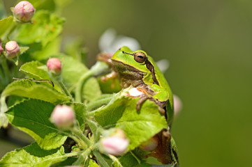 Poster - Frog