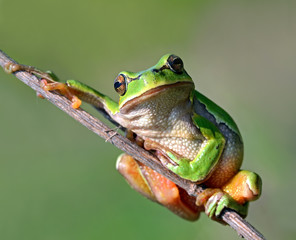 Wall Mural - Frog