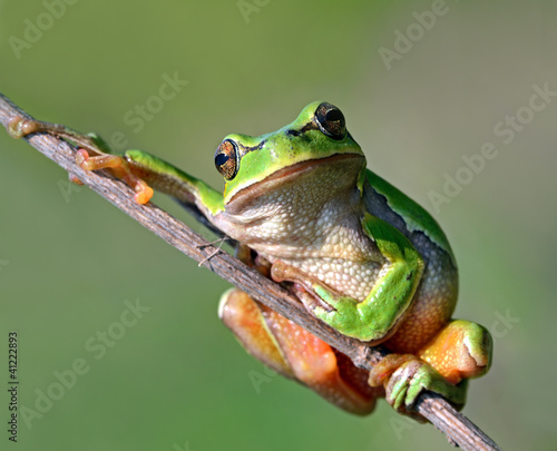 Nowoczesny obraz na płótnie Frog