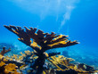 Elkhorn coral (Acropora palmata) on reef