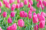 Fototapeta Tulipany - Flowers tulips in the garden