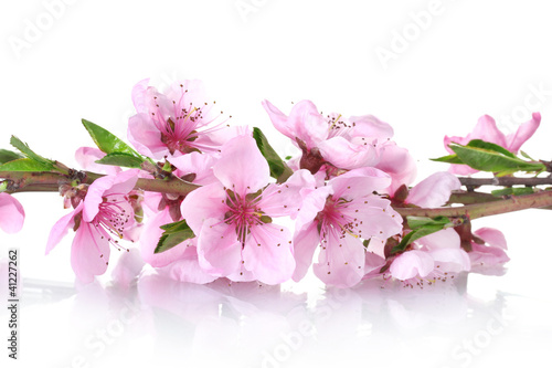 Naklejka dekoracyjna beautiful pink peach blossom isolated on white