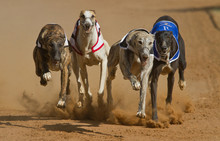 Racing Greyhouns