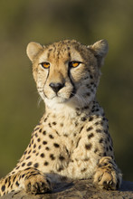 Cheetah Portrait, South Africa