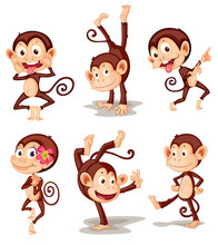 Monkey Series