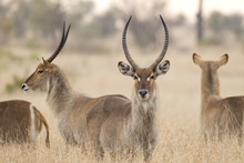 Common Waterbuck, South Africa