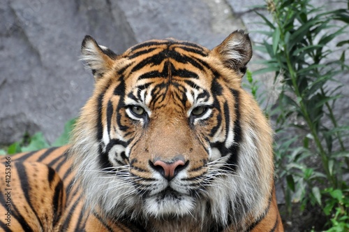 Tapeta ścienna Sumatratiger