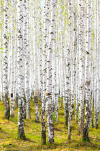 Spring In Birch Forest