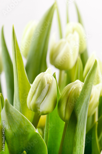 Tapeta ścienna Zielone tulipany