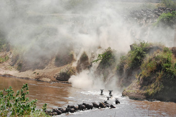 Wall Mural - The great migration of wildebeest