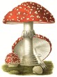 Poisonous mushroom Amanita muscaria