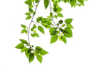 spring leaves