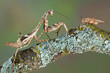 Mantis eye to eye with cricket