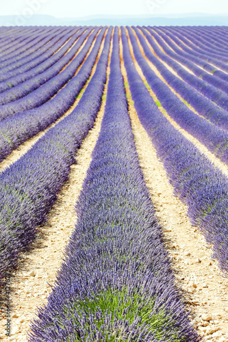 Naklejka samoprzylepna Lawendowe pole, płaskowyż Valensole, Prowansja, Francja