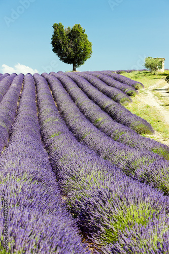 Naklejka samoprzylepna Lawendowe pole, płaskowyż Valensole, Prowansja, Francja