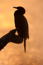 Little Cormorant On Branch At Sunset