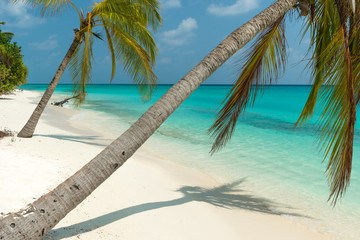 Canvas Print - Tropical Beach