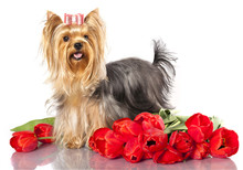 Yorkshire Terrier And  Flowers