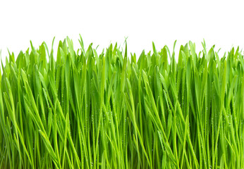 Canvas Print - fresh green grass with water drops