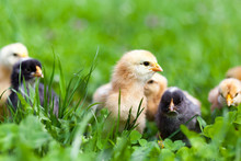 Group Of Baby Chicks In Grass