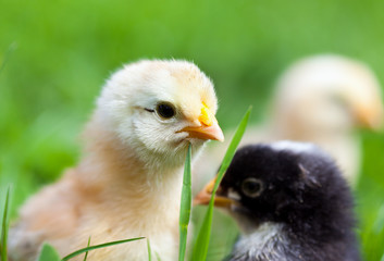 Wall Mural - Group of baby chicks in grass