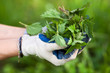 © Xalanx - Woman picking fresh nettles
