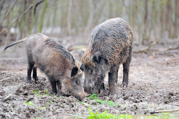 Wall Mural - Wild boar