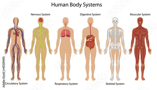 Obraz w ramie Human body systems