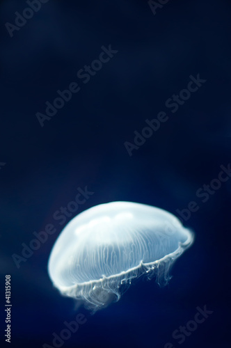 Obraz na płótnie canvas dwuczęściowy "dyptyk" Niebieski jellyfish pływanie pod wodą. 