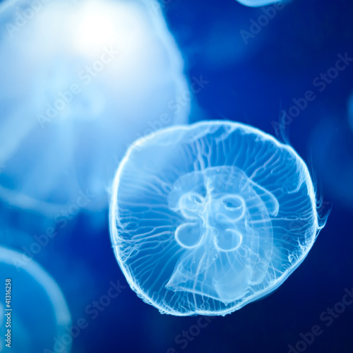 Obraz na płótnie canvas Grupa niebieskich jellyfish pływania pod wodą.