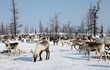 SIBERIE : Troupeau de Rennes en péninsule de Yamal