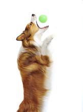 Sable Border Collie Catch A Ball Isolated On White