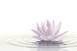 Floating waterlily 
