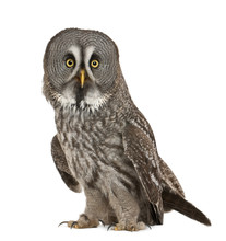 Portrait Of Great Grey Owl Or Lapland Owl, Strix Nebulosa