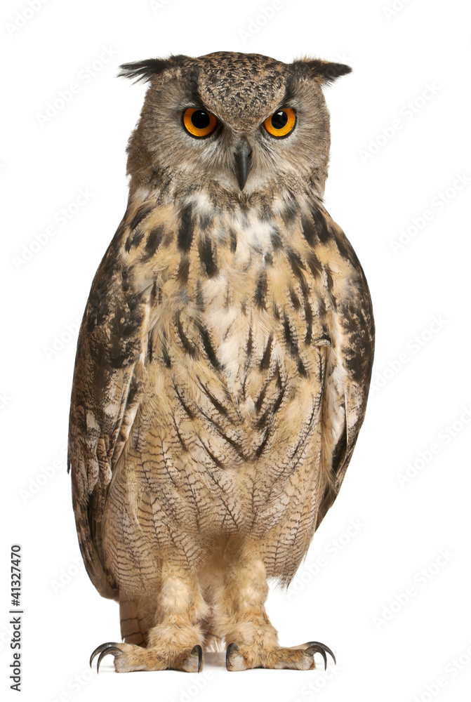 Eurasian Eagle-Owl, Bubo bubo, a species of eagle owl - obrazy, fototapety, plakaty 